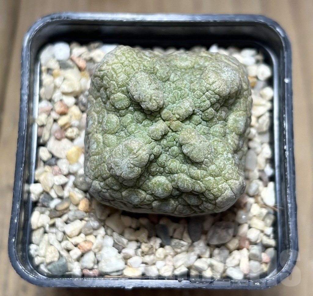SHPR26973 Pseudolithos cubiformis - Imagen 2