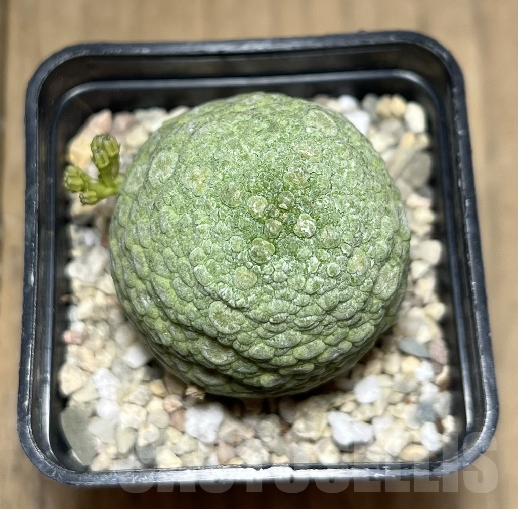 SHPR26974 Pseudolithos migiurtinus - Image 2
