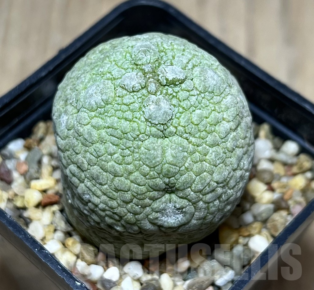 SHPR26976 Pseudolithos migiurtinus