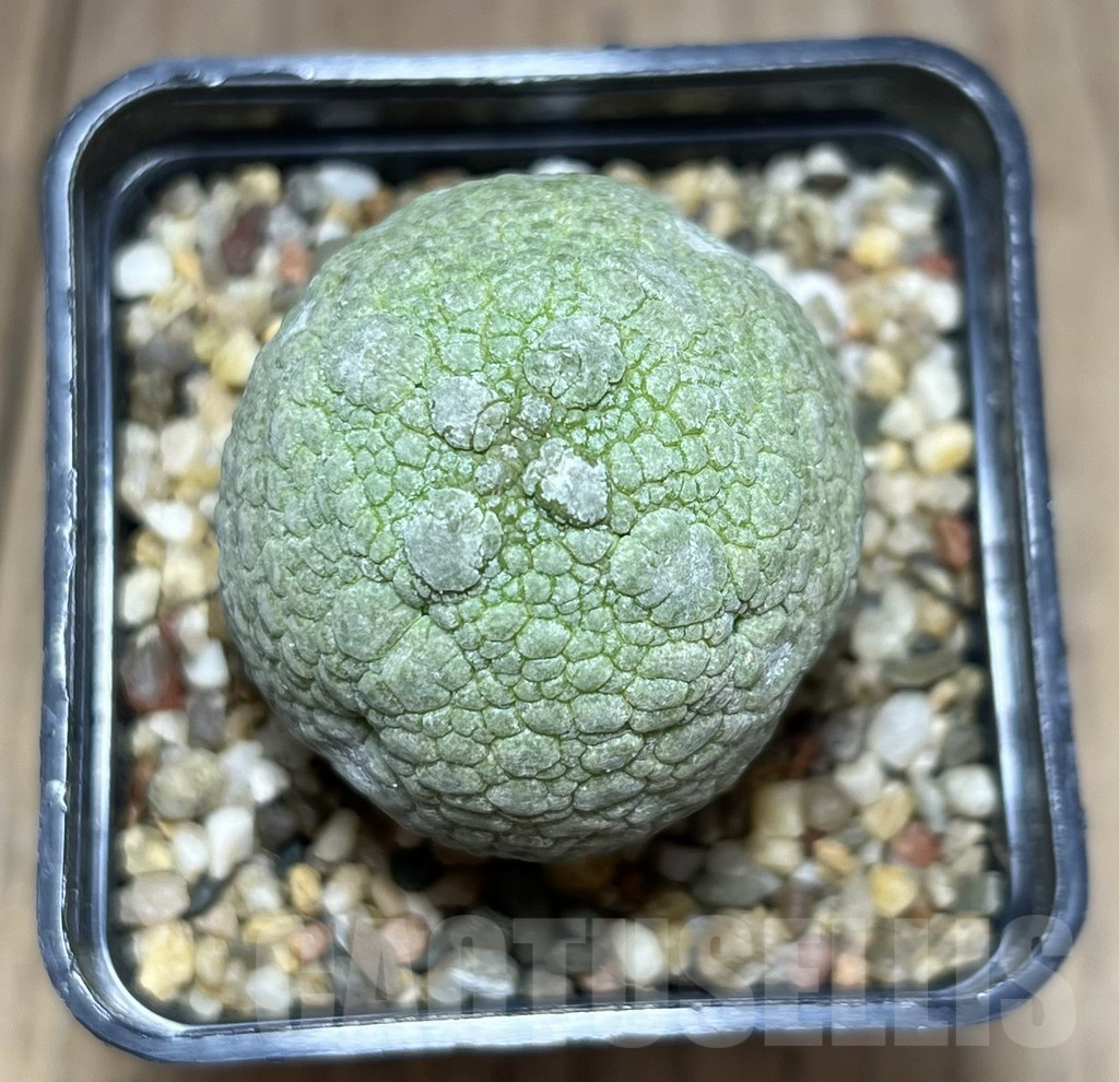 SHPR26976 Pseudolithos migiurtinus - Image 2