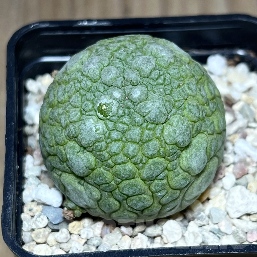 SHPR26977 Pseudolithos migiurtinus