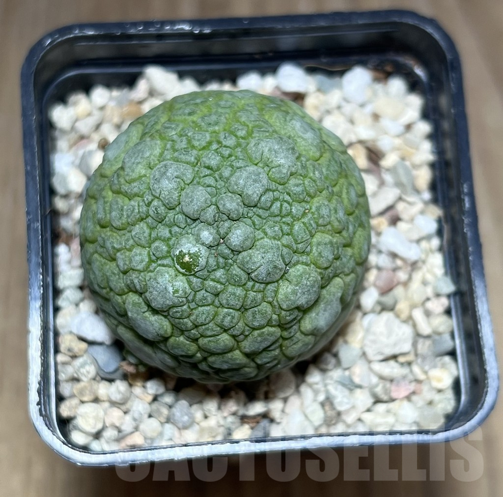 SHPR26977 Pseudolithos migiurtinus - Image 2