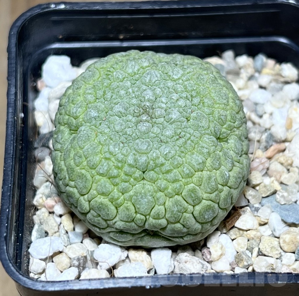 SHPR26978 Pseudolithos migiurtinus