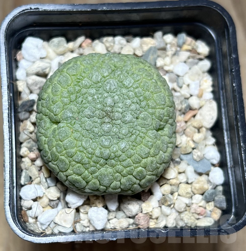 SHPR26978 Pseudolithos migiurtinus - Image 2