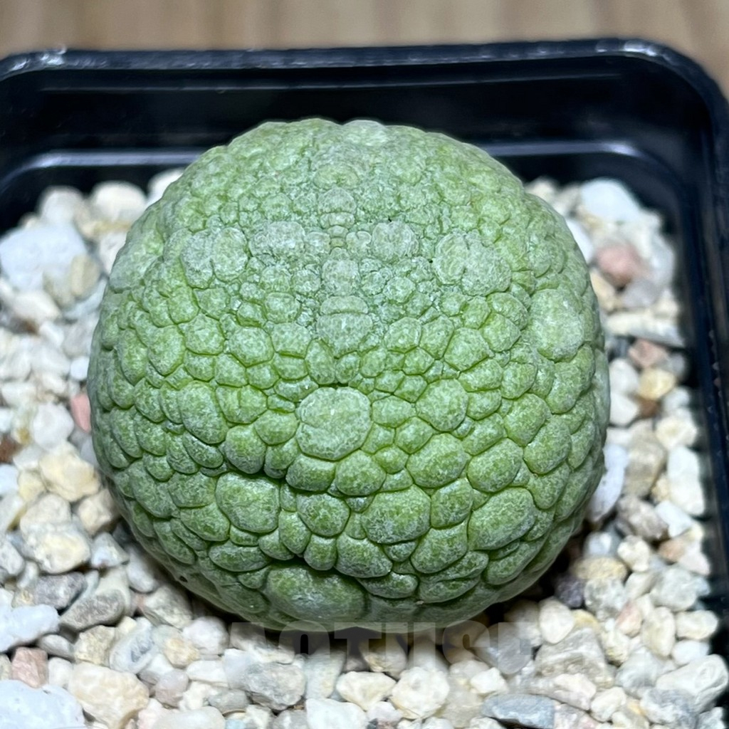 SHPR26979 Pseudolithos migiurtinus