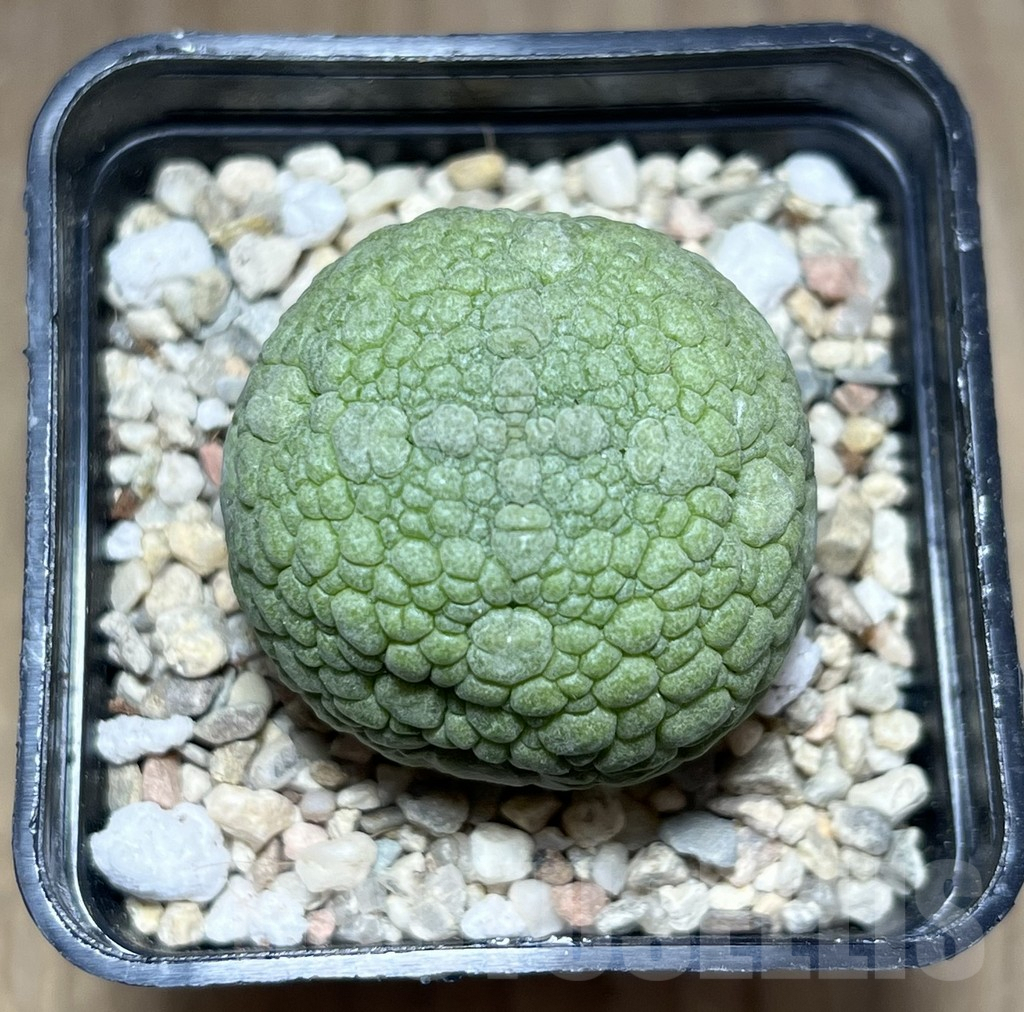 SHPR26979 Pseudolithos migiurtinus - Image 2