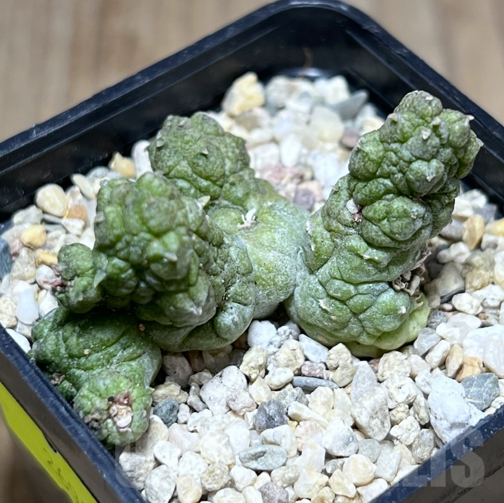 SHPR26980 Pseudolithos dodsonianus hybrid