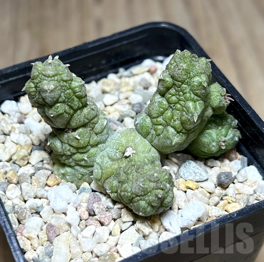 SHPR26980 Pseudolithos dodsonianus hybrid - Image 2
