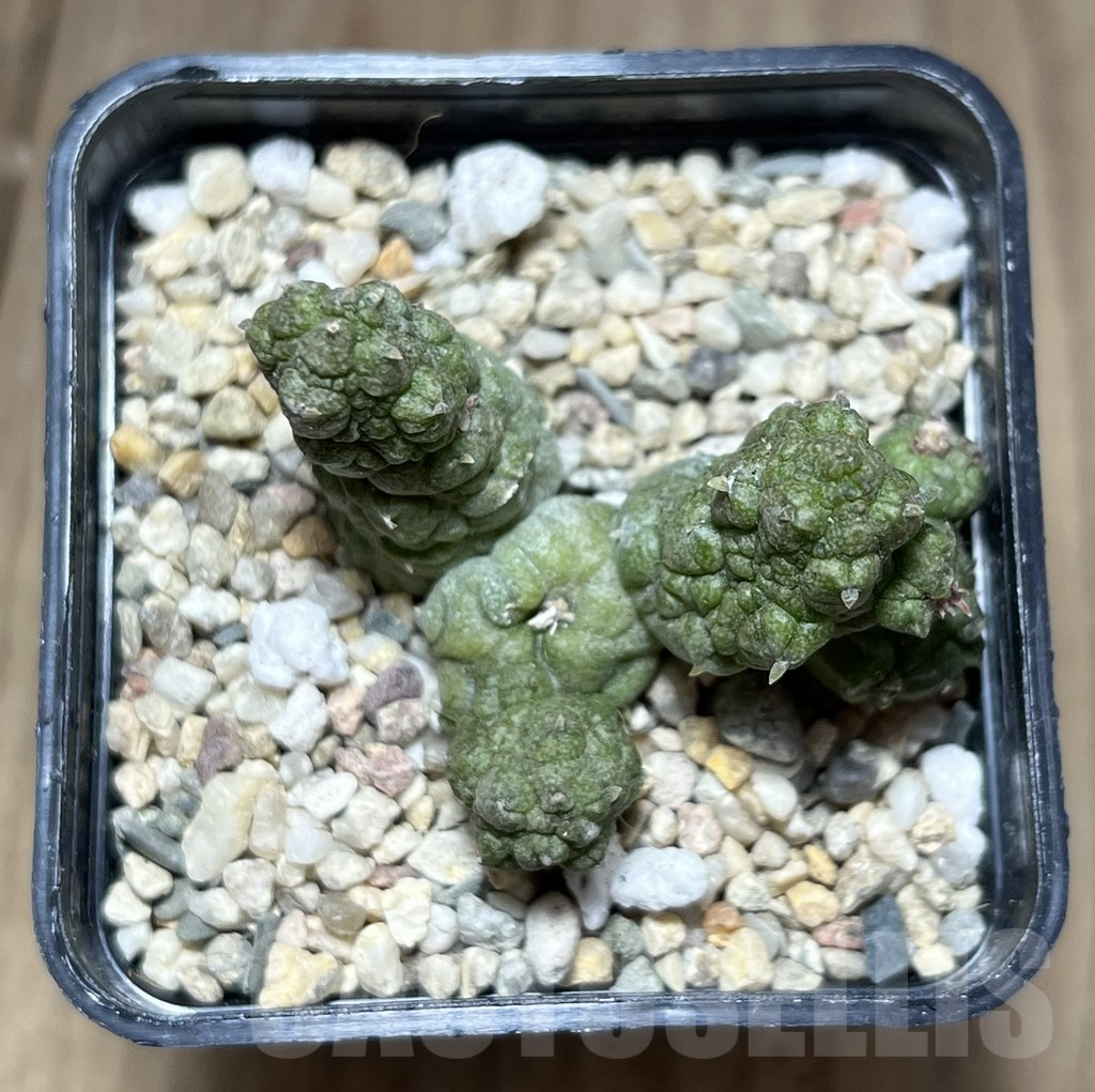 SHPR26980 Pseudolithos dodsonianus hybrid - Image 3