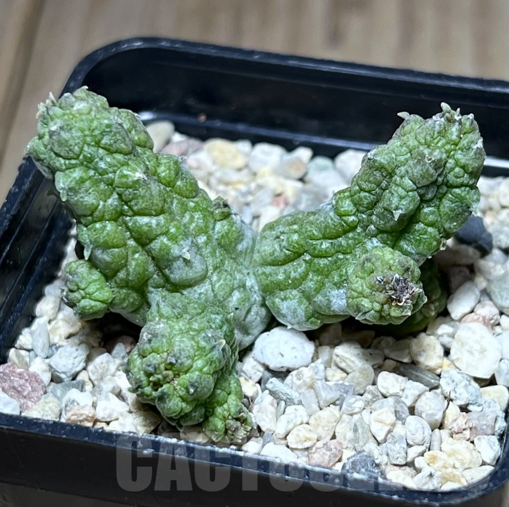 SHPR26981 Pseudolithos dodsonianus hybrid