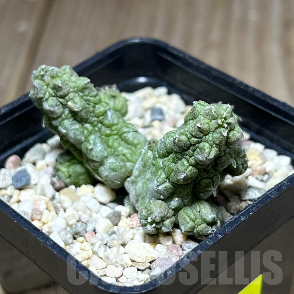 SHPR26981 Pseudolithos dodsonianus hybrid - immagine 2