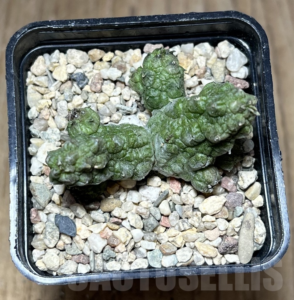 SHPR26981 Pseudolithos dodsonianus hybrid - immagine 3