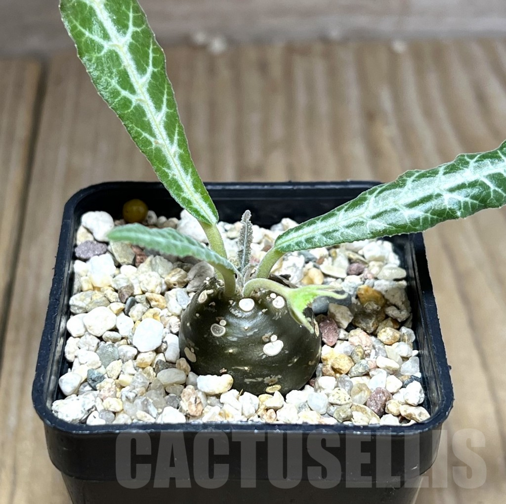 SHPR26985 Dorstenia lancifolia