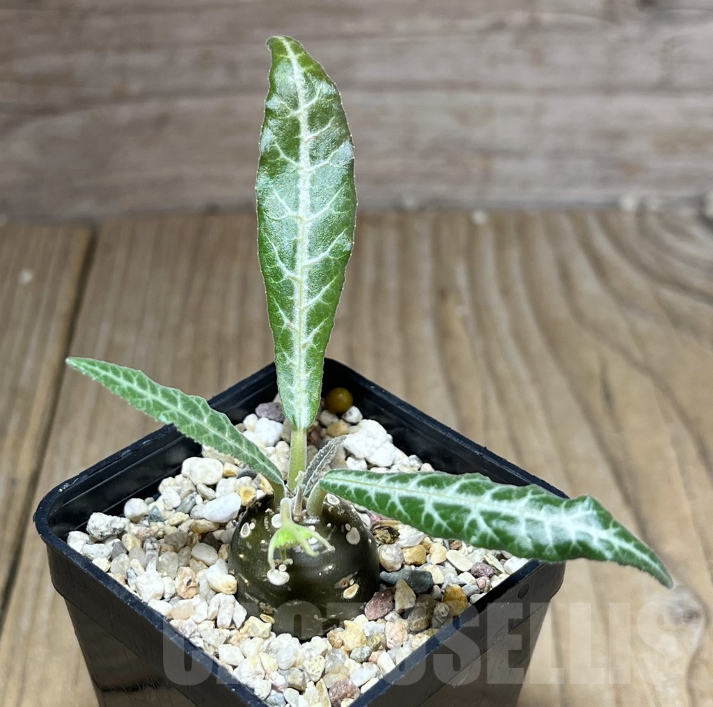 SHPR26985 Dorstenia lancifolia - immagine 2