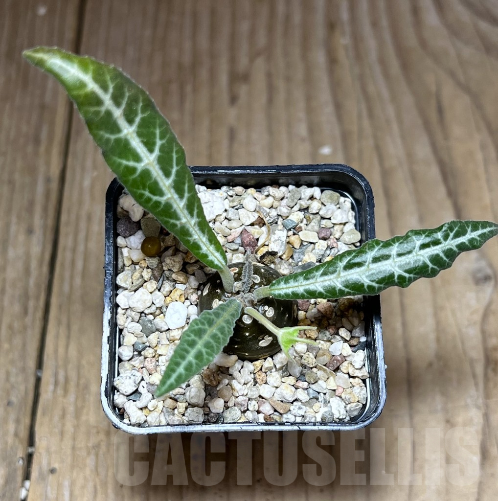 SHPR26985 Dorstenia lancifolia - immagine 3