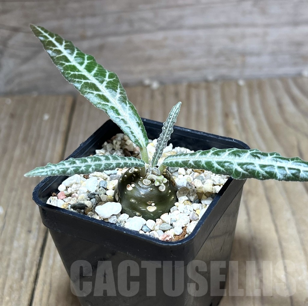 SHPR26986 Dorstenia lancifolia