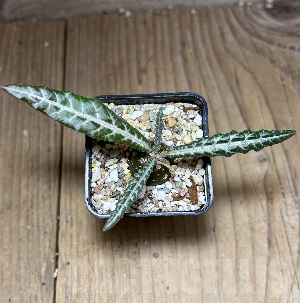 SHPR26986 Dorstenia lancifolia - Image 2