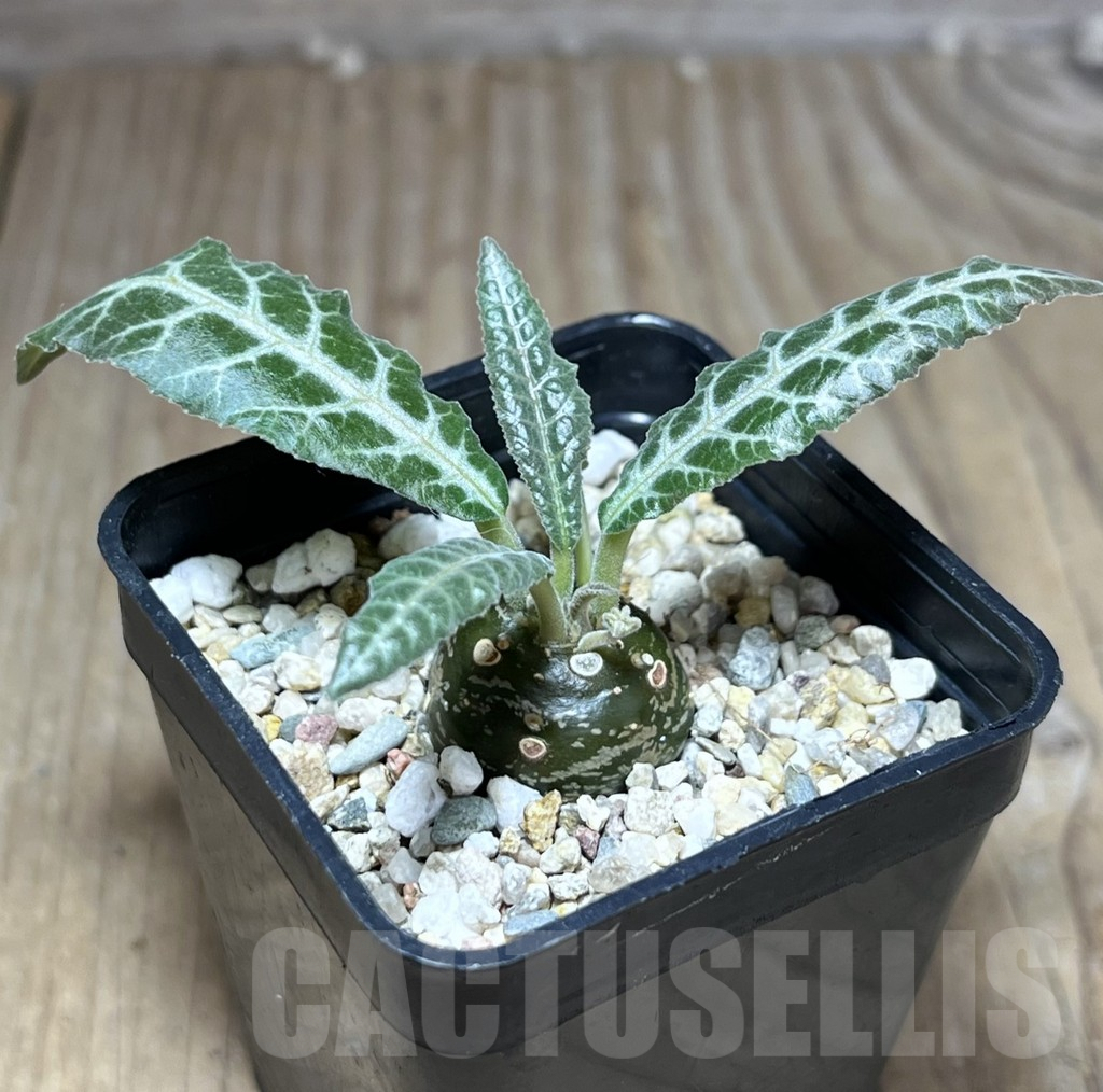 SHPR26987 Dorstenia lancifolia