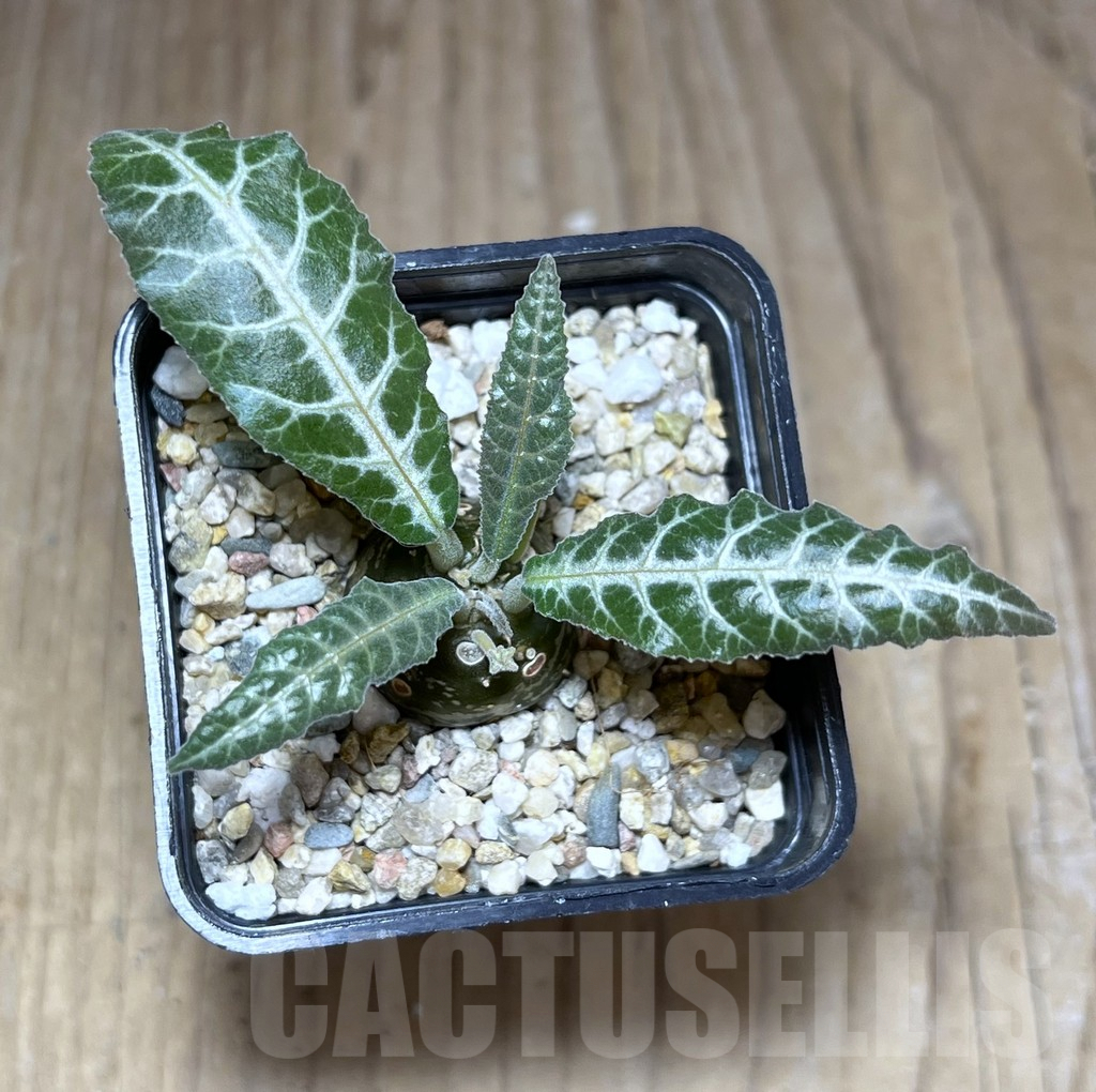 SHPR26987 Dorstenia lancifolia - Image 2