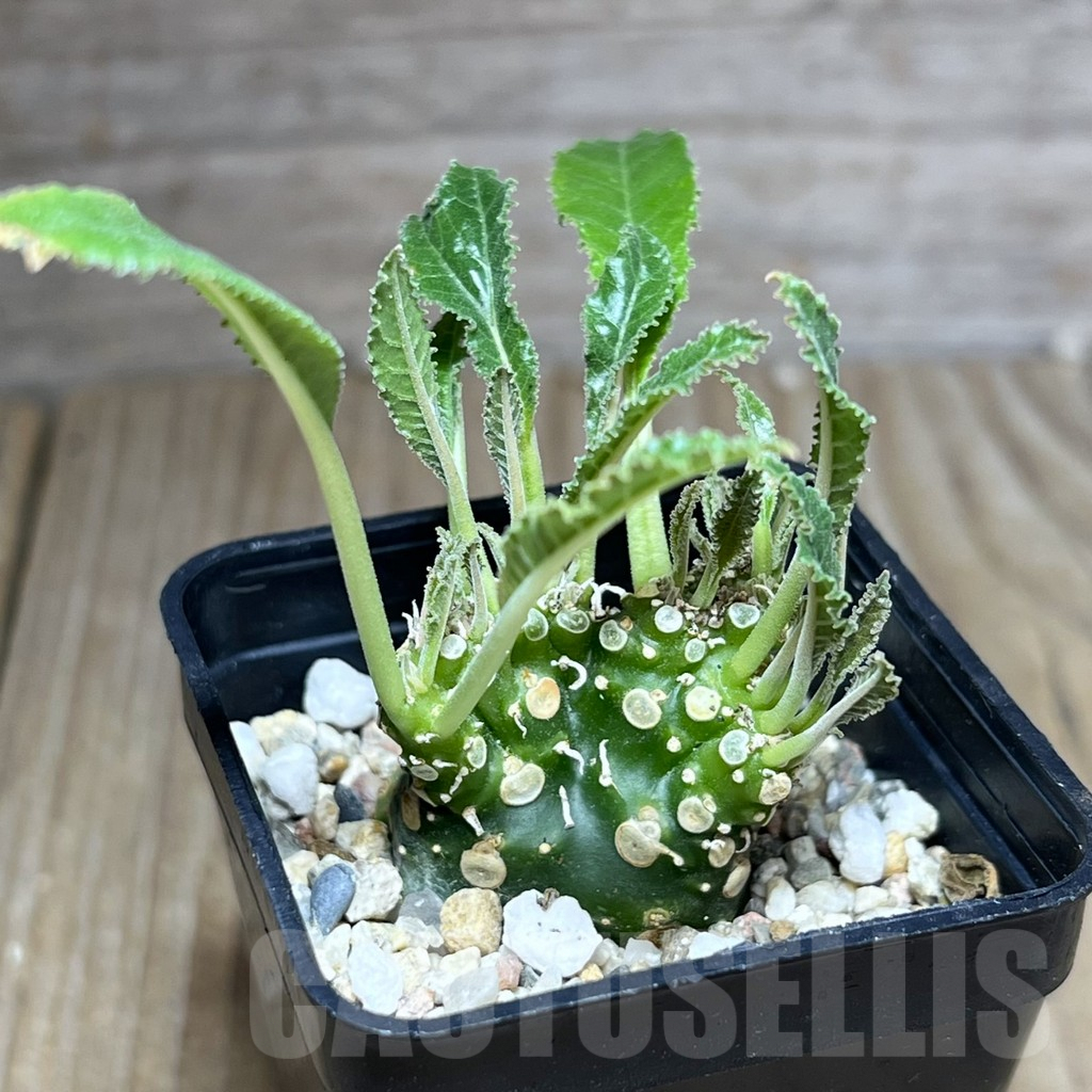 SHPR26989 Dorstenia foetida f. cristata