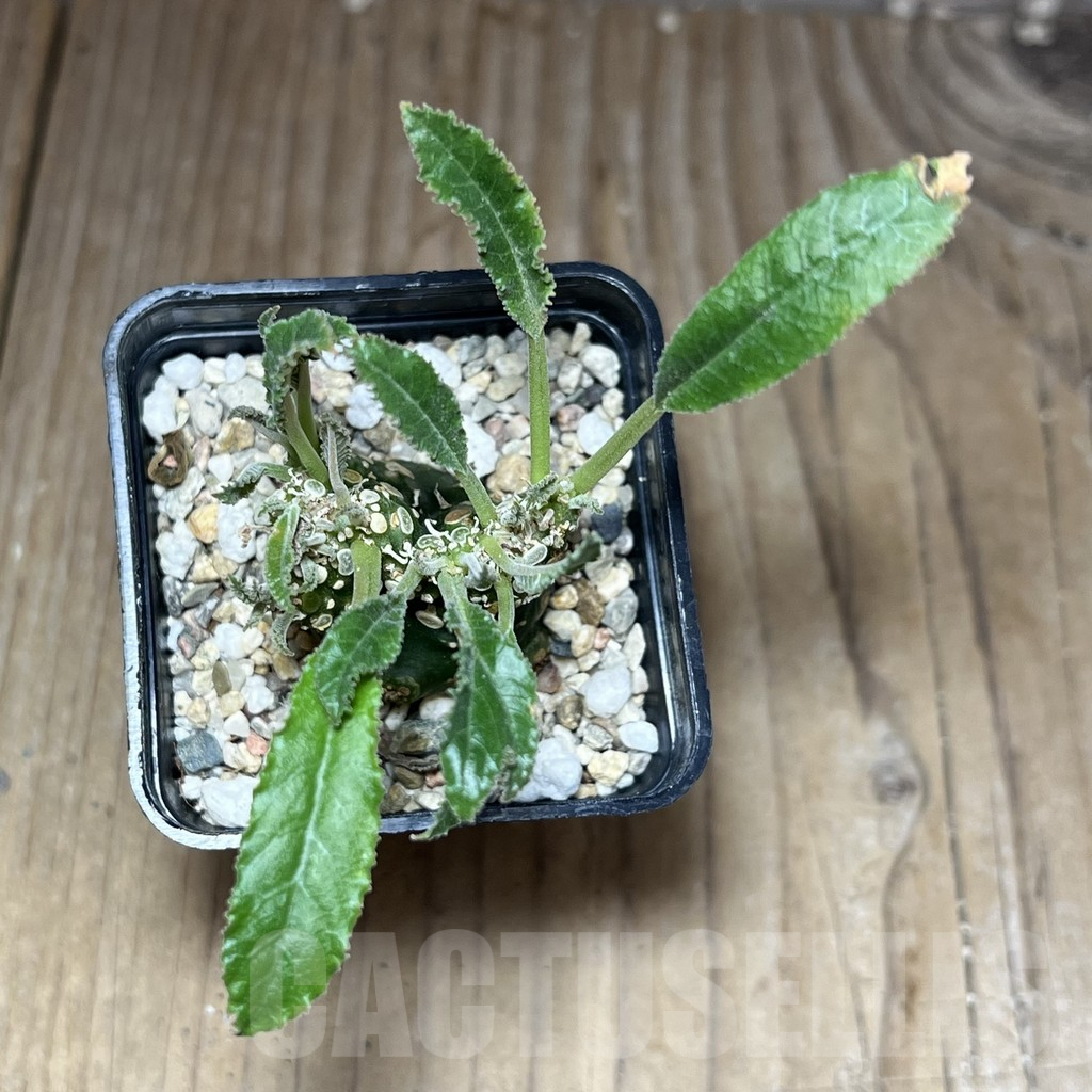 SHPR26989 Dorstenia foetida f. cristata - immagine 2