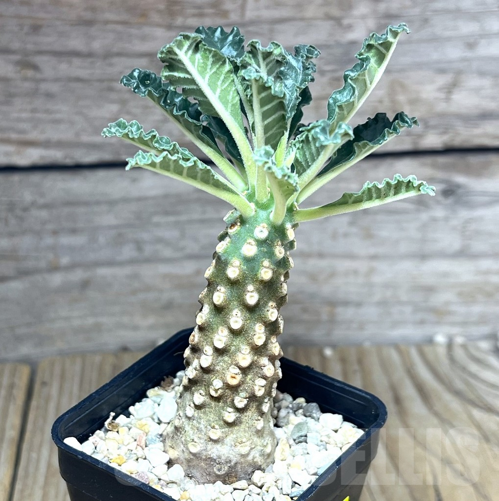 SHPR26990 Dorstenia lavrani