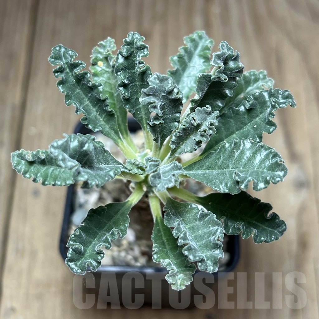 SHPR26990 Dorstenia lavrani - immagine 2