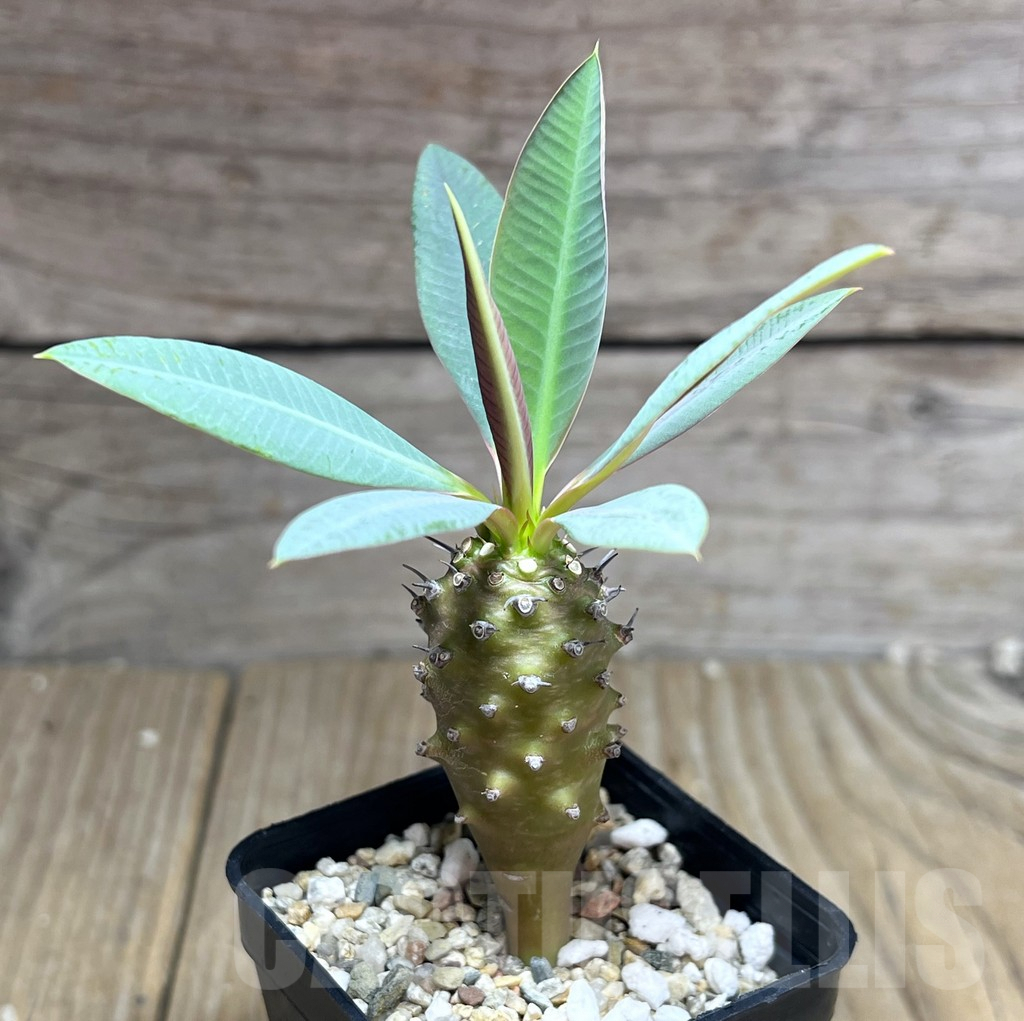 SHPR26991 Euphorbia pachypodioides