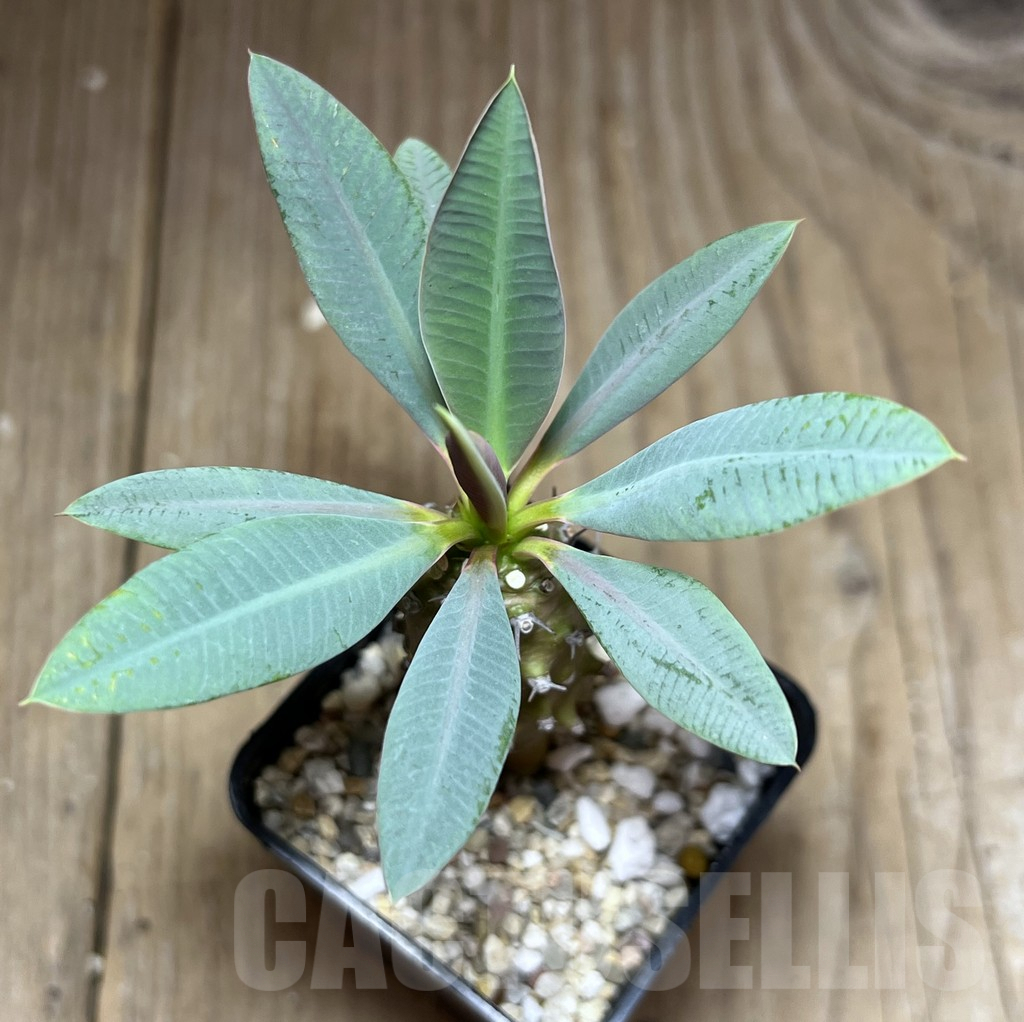 SHPR26991 Euphorbia pachypodioides - immagine 2