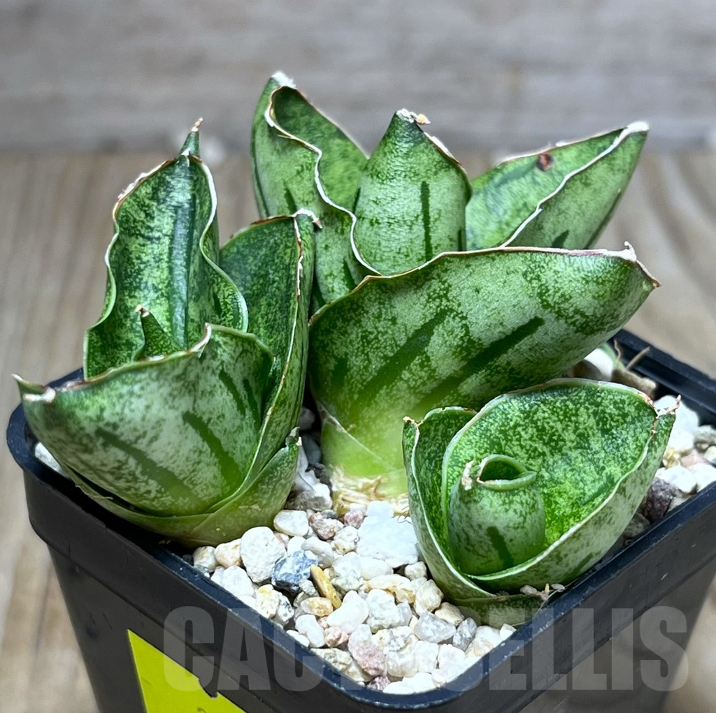SHPR26993 Sansevieria ‘Mini Rose’