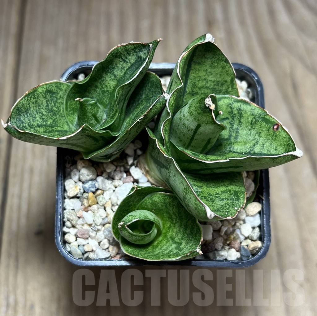 SHPR26993 Sansevieria ‘Mini Rose’ - Image 2