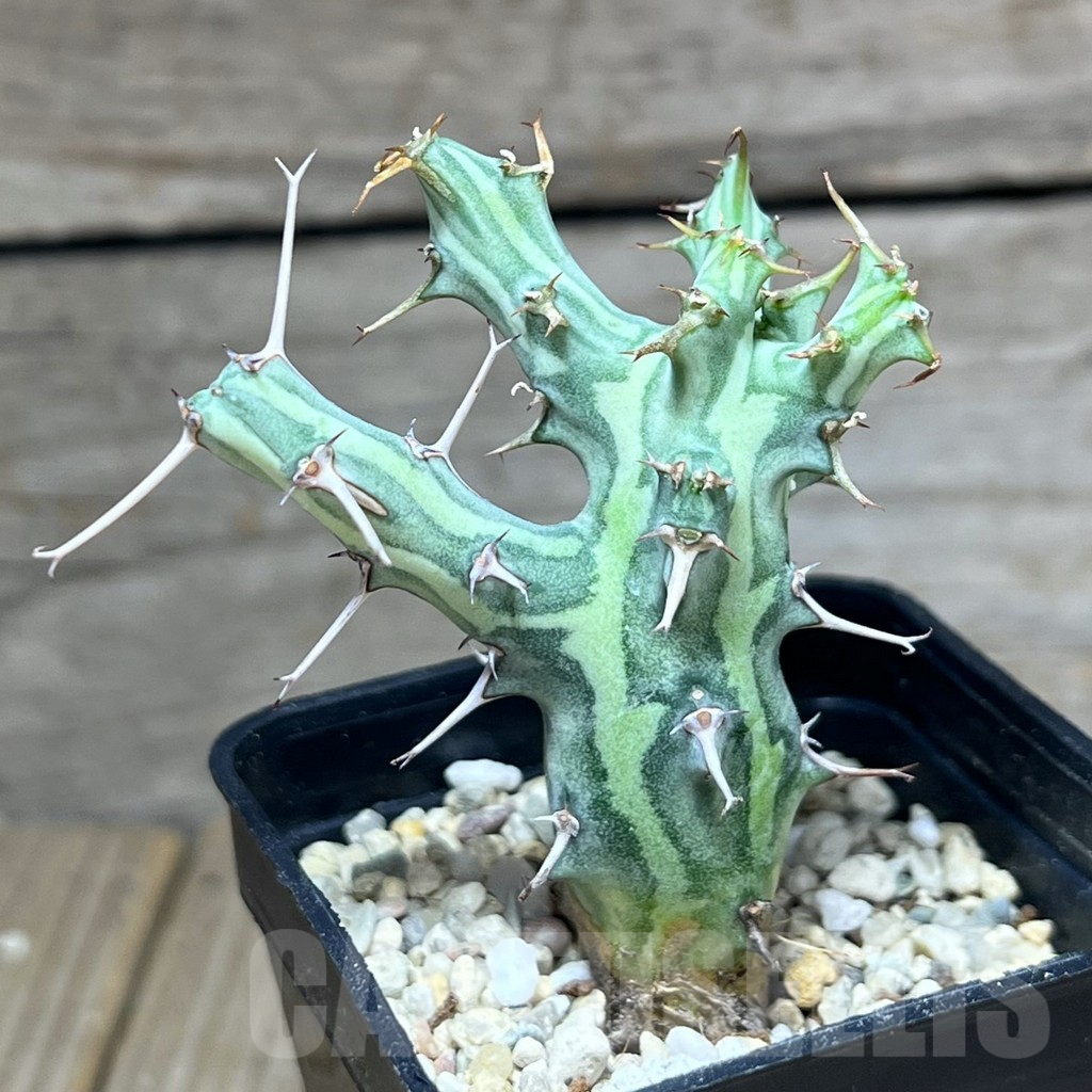 SHPR26994 Euphorbia schizacantha