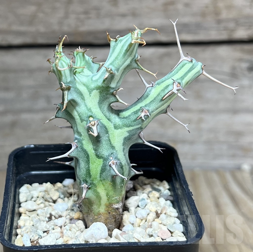 SHPR26994 Euphorbia schizacantha - Image 2