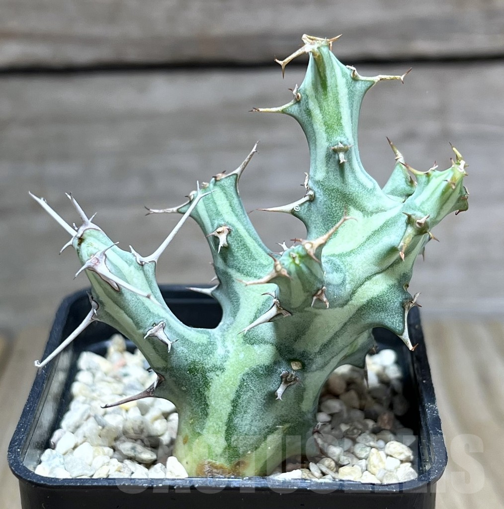 SHPR26995 Euphorbia schizacantha