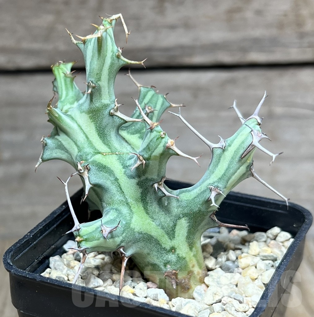 SHPR26995 Euphorbia schizacantha - Image 2