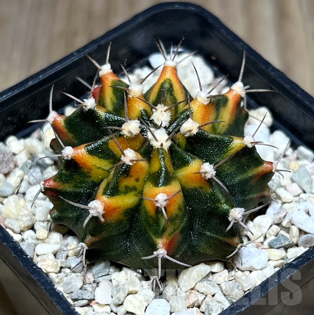 SHPR26997 Gymnocalycium mihanovichii f.variegata seedling