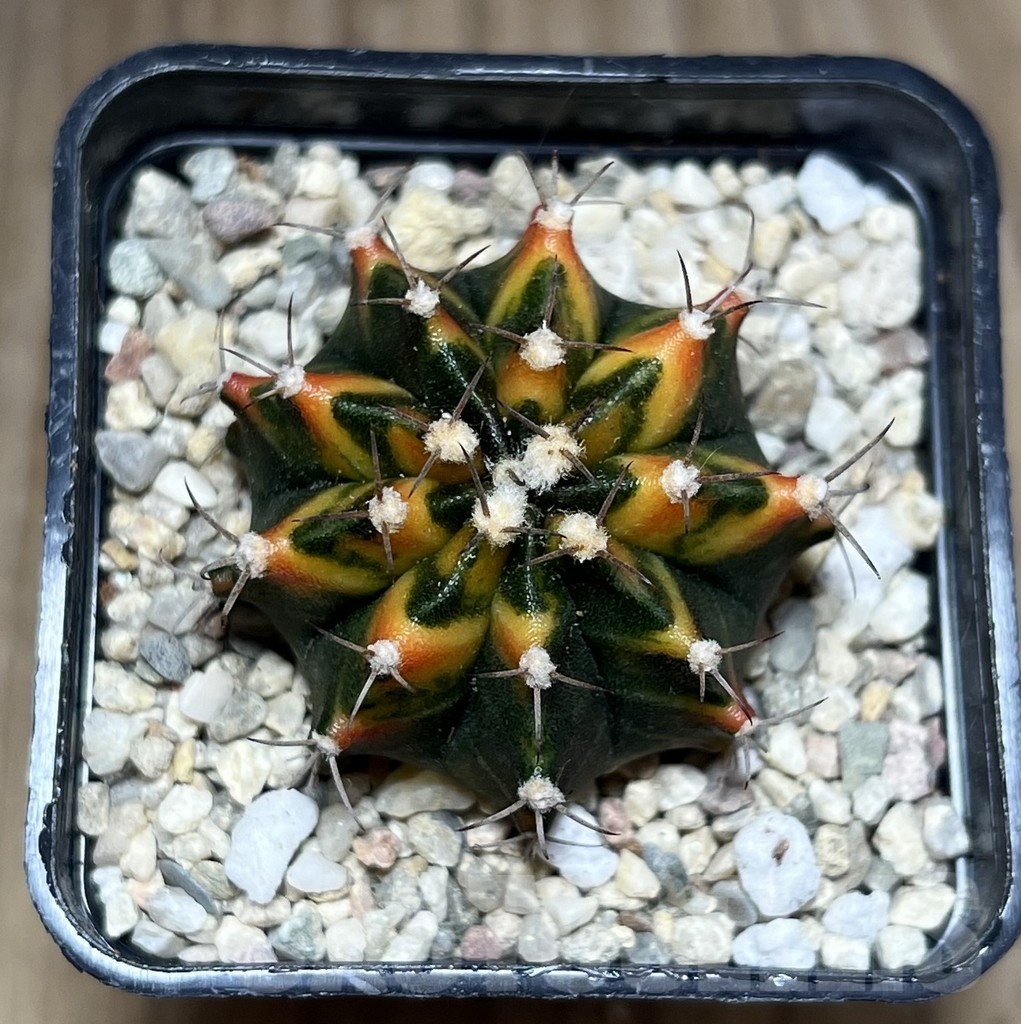 SHPR26997 Gymnocalycium mihanovichii f.variegata seedling - Image 2