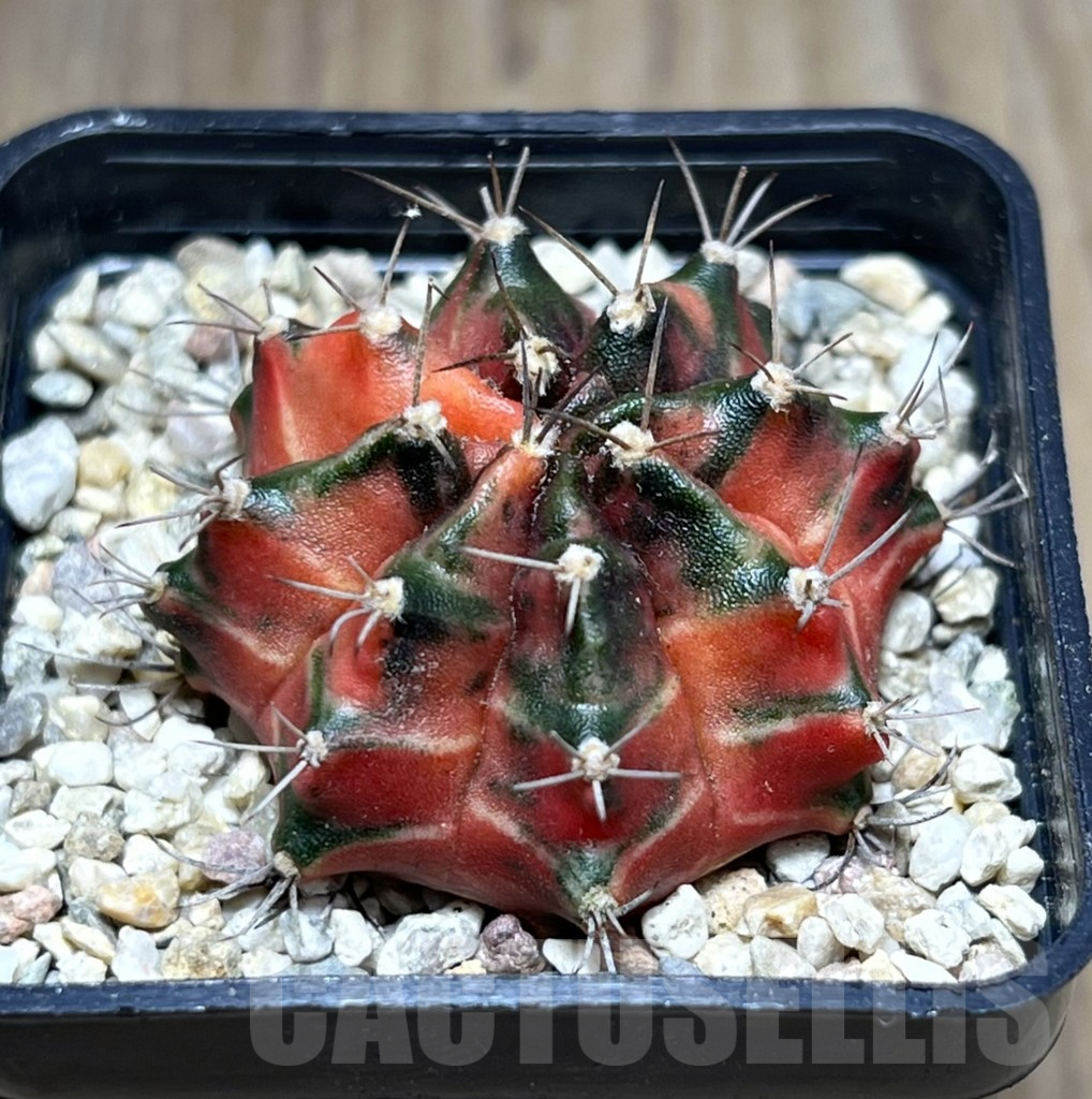 SHPR26998 Gymnocalycium mihanovichii f.variegata seedling