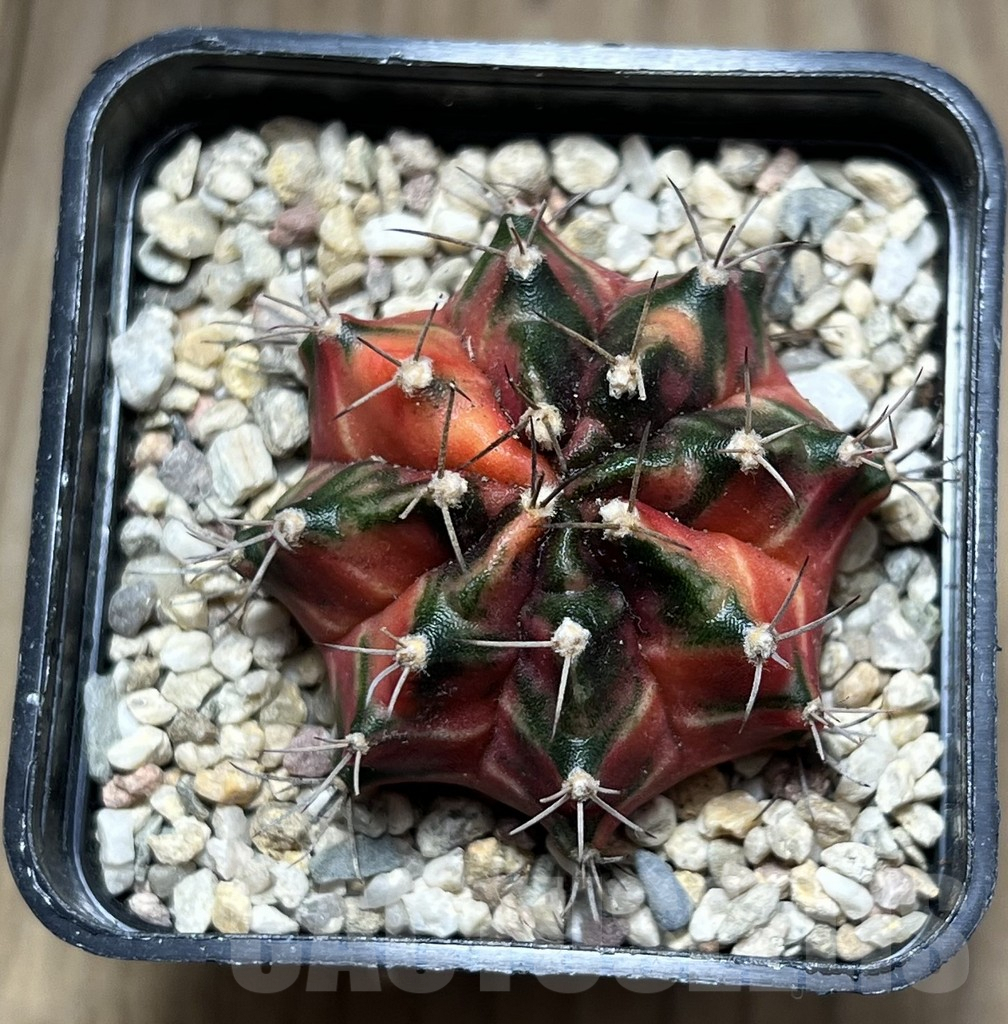 SHPR26998 Gymnocalycium mihanovichii f.variegata seedling - Image 2