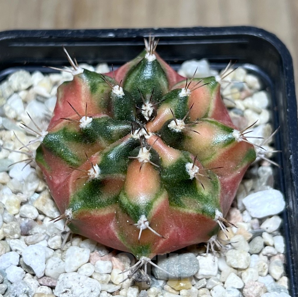 SHPR26999 Gymnocalycium mihanovichii f.variegata seedling