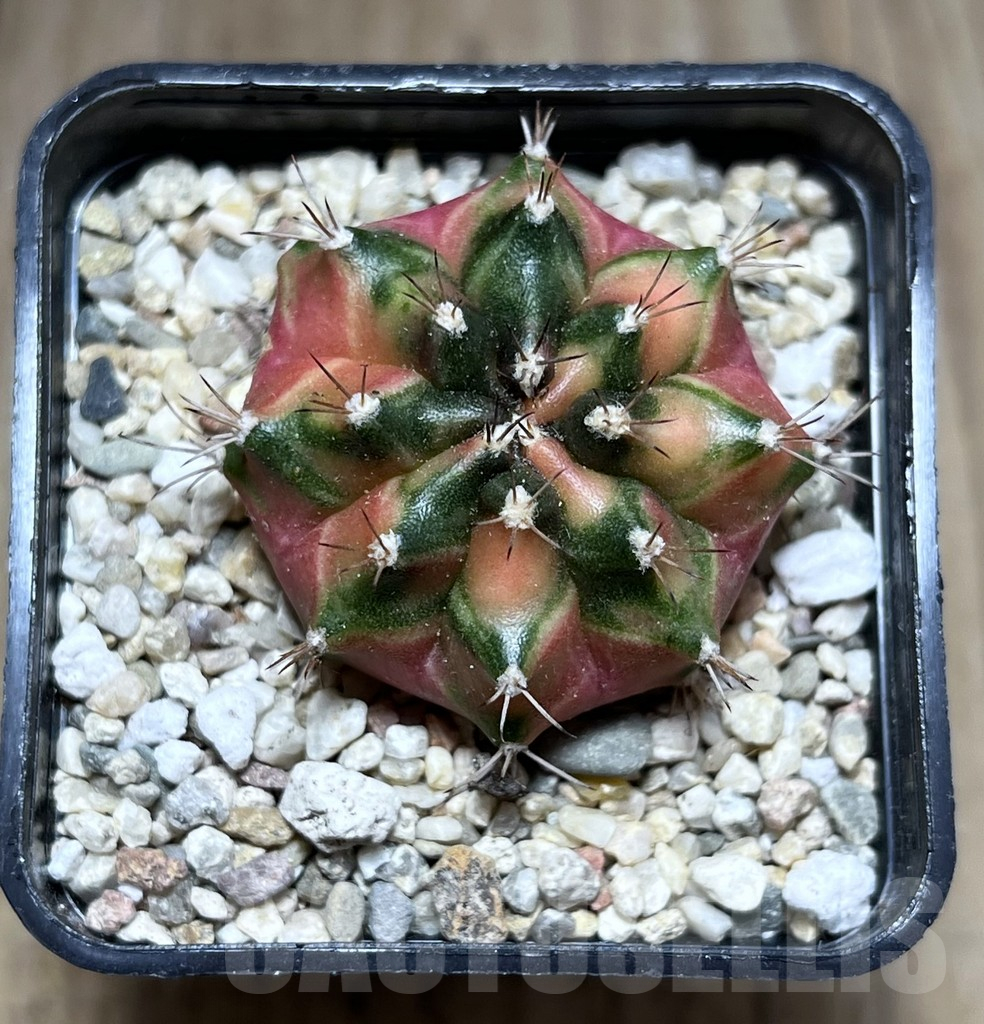 SHPR26999 Gymnocalycium mihanovichii f.variegata seedling - Image 2