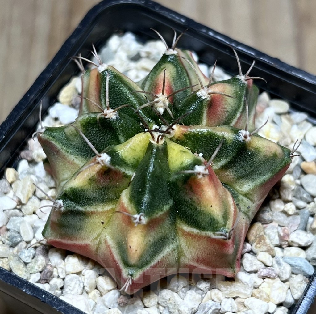 SHPR27000 Gymnocalycium mihanovichii f.variegata seedling