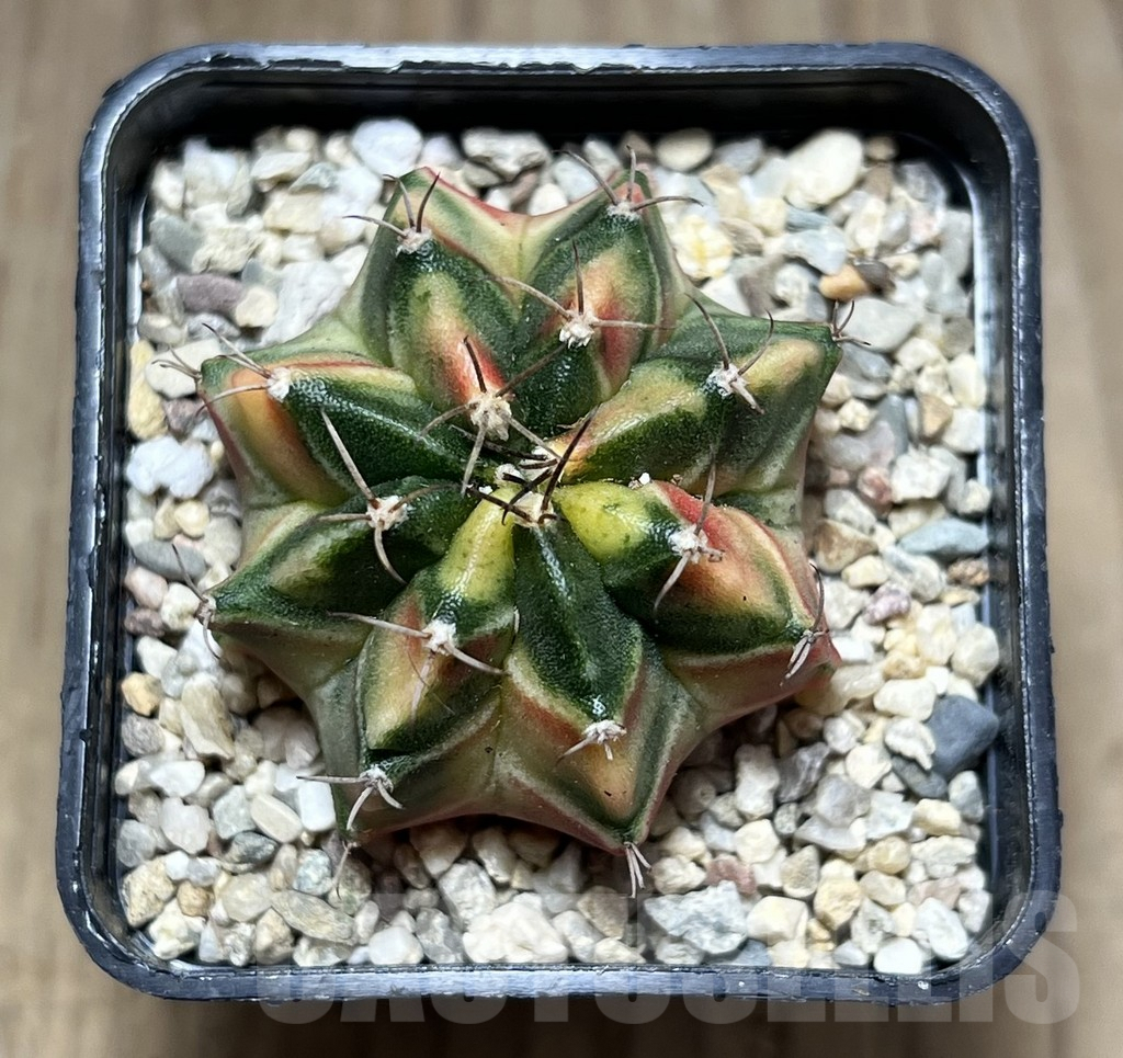 SHPR27000 Gymnocalycium mihanovichii f.variegata seedling - Image 2