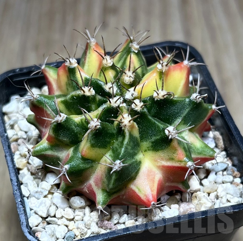 SHPR27001 Gymnocalycium mihanovichii f.variegata seedling