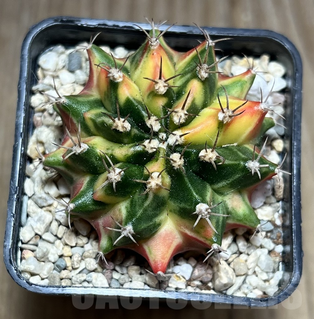 SHPR27001 Gymnocalycium mihanovichii f.variegata seedling - Image 2