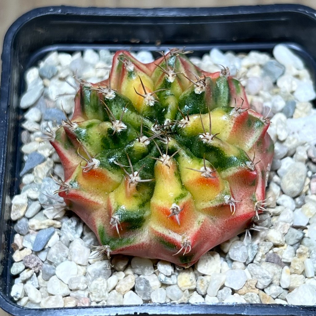 SHPR27003 Gymnocalycium mihanovichii f.variegata seedling