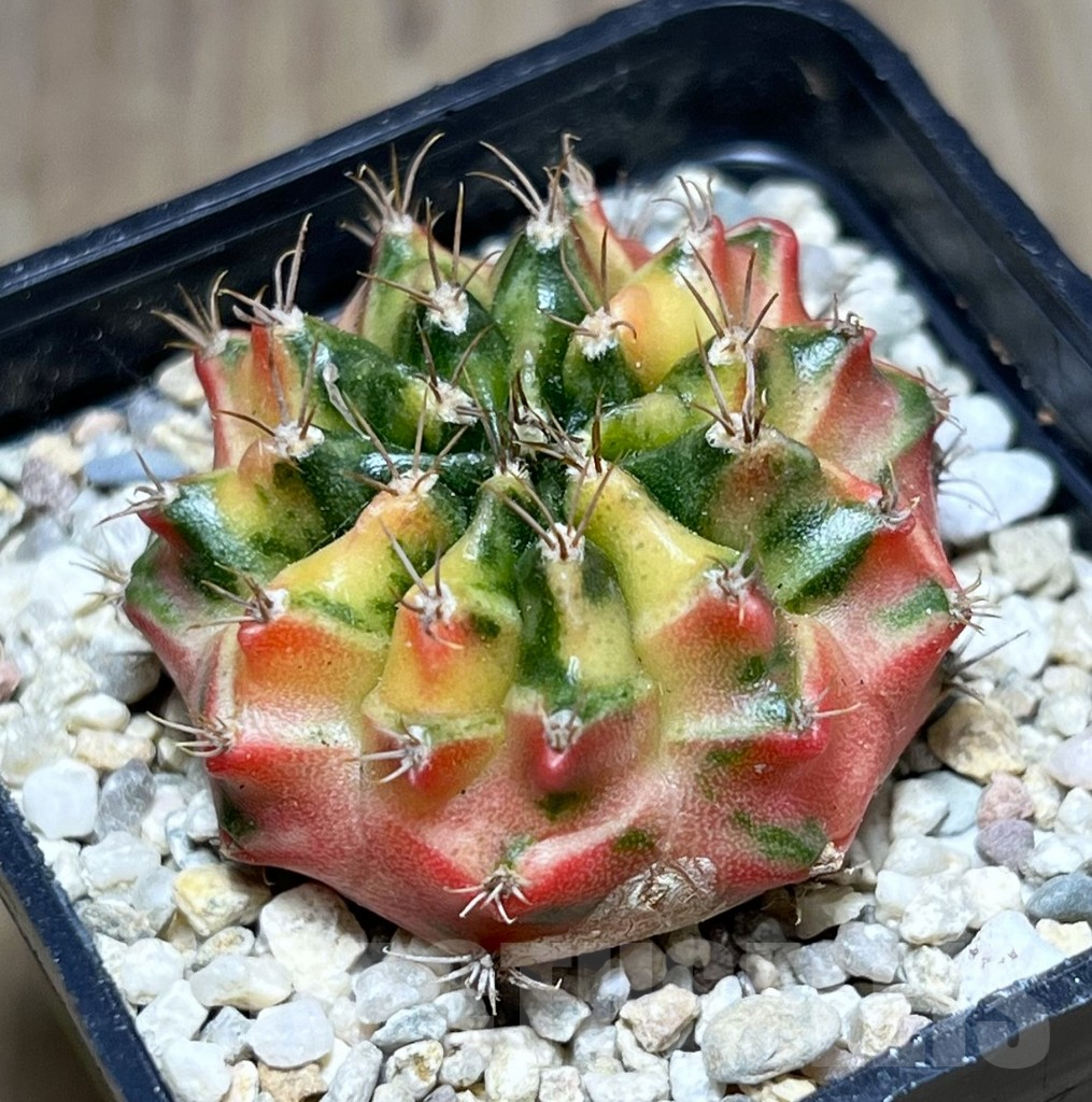 SHPR27003 Gymnocalycium mihanovichii f.variegata seedling - Image 2