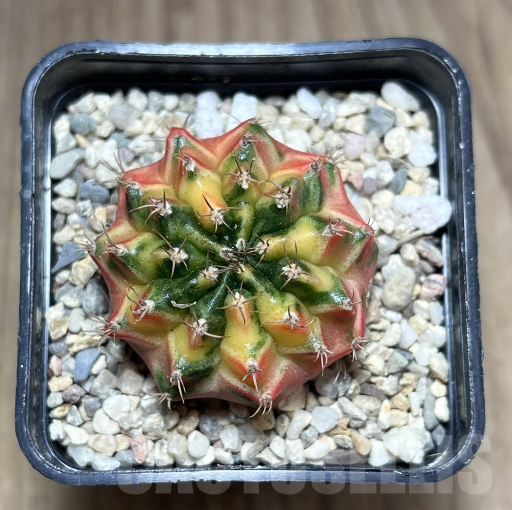 SHPR27003 Gymnocalycium mihanovichii f.variegata seedling - Image 3