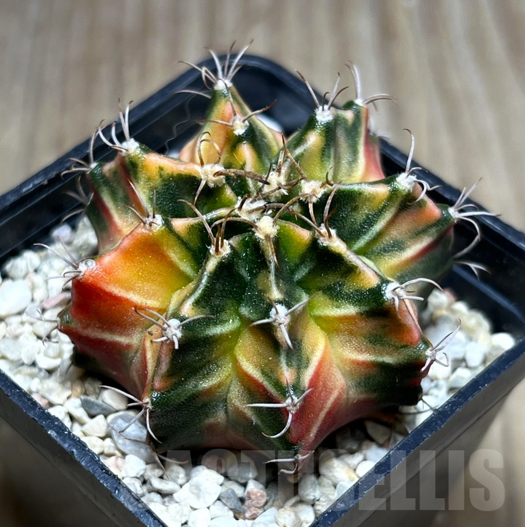SHPR27004 Gymnocalycium mihanovichii f.variegata seedling