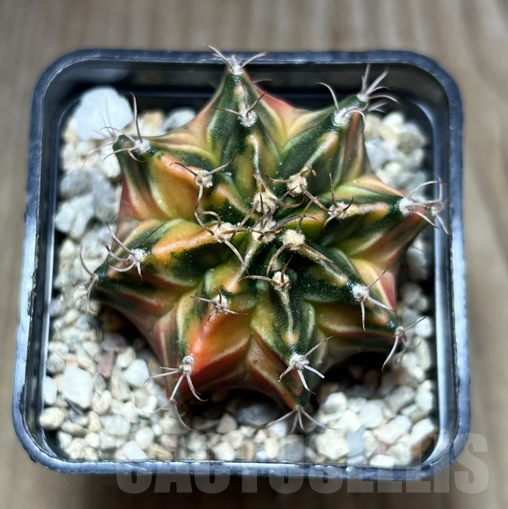 SHPR27004 Gymnocalycium mihanovichii f.variegata seedling - Image 2